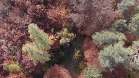 Dynamic-top-down-drone-shot-of-a-cyclist-navigating-through-a-forest