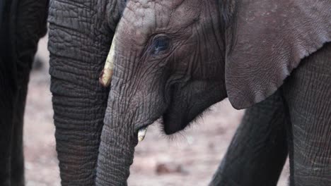 Afrikanische-Savannenelefantenkalbfütterung-Im-Aberdare-Nationalpark,-Kenia
