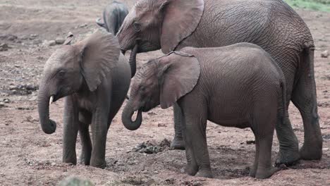Familia-De-Elefantes-De-Sabana-Africana-Alimentándose-En-Kenia