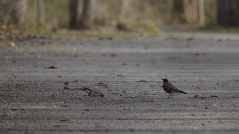 Pair-of-Juvenile-American-robin-foraging-and-eating-on-autumn-woodland-gravel-pathway