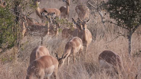 Impalas-males-and-females-among-the-bushes-come-closer