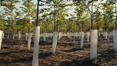 panning-shot-of-a-many-newly-planted-trees-on-a-tree-farm-on-a-sunny-day