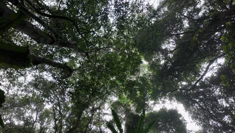 Creative-view-looking-up-through-a-mist-covered-rainforest-canopy-with-the-sun-shining-through-the-trees