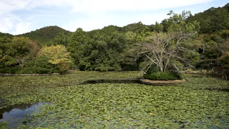 Ryoanji-Kyoyochi-Teich,-Bedeckt-Mit-Kleinen-Grünen-Seerosen