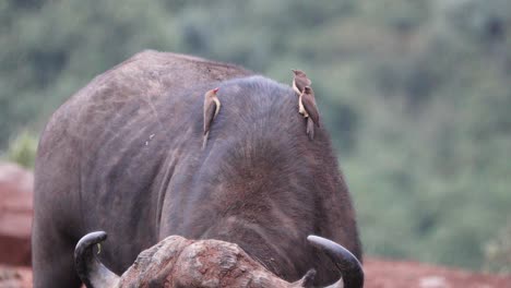 Bandada-De-Pájaros-Picabueyes-Posados-Sobre-El-Lomo-De-Un-Búfalo-Africano-En-El-Parque-Nacional-De-Aberdare,-Kenia