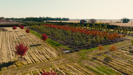 low-aerial-drone-shot-of-colorful-trees-planted-on-a-tree-farm-on-a-sunny-day