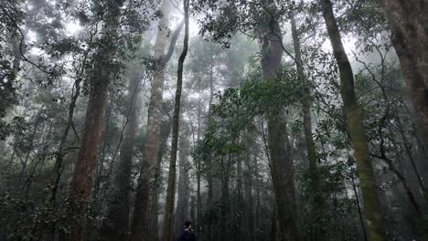 Female-hiker-walking-through-a-misty-rainforest-walking-track-with-towering-trees-rising-high-into-the-morning-sunlight