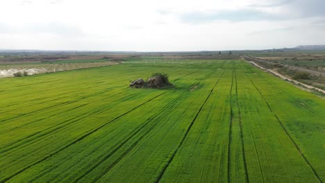 Orbital-aerial-drone-shot-of-a-stone-in-the-middle-of-a-field-of-green-plants