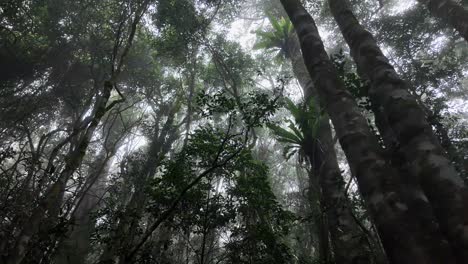 Hiking-along-a-foggy-rainforest-walking-track-looking-up-through-the-tree-canopy-covered-in-a-light-mist