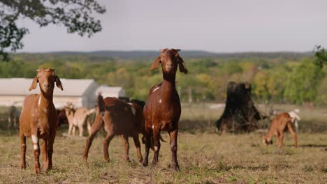 Herd-of-dairy-goats-grazing-in-open-pasture-filed-on-dairy-goat-milk-farm-in-slow-motion