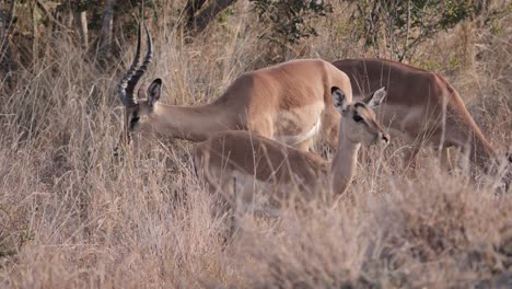A-male-and-two-female-impalas-graze-in-the-tall-grass