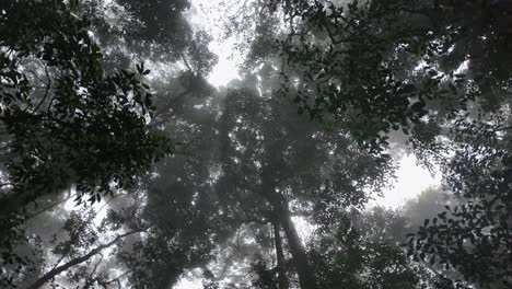 Kreativer-Blick-Nach-Oben-Durch-Ein-Nebelbedecktes-Regenwalddach-Mit-Der-Morgensonne,-Die-Durch-Die-Nebligen-Bäume-Scheint
