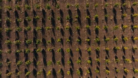 top-down-aerial-drone-shot-of-trees-in-a-tree-farm-symmetrically-planted-in-a-field