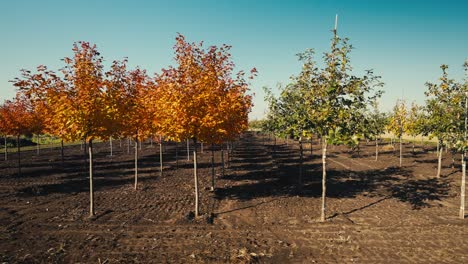 panning-shot-of-green-and-colorful-trees-planted-on-a-tree-farm