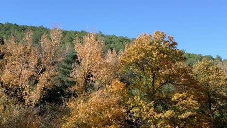 Golden-tree-tops-in-the-forest-in-autumn