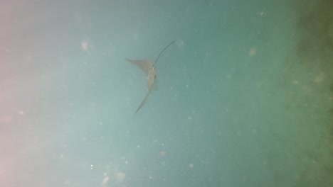 Underwater-footage-of-an-Eagle-ray-gliding-underwater