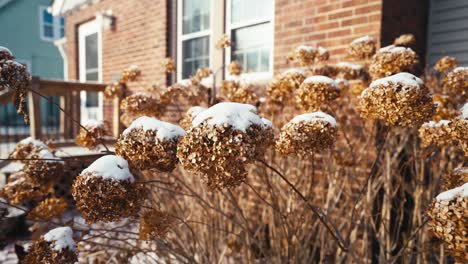 Mehrjährige-Pflanzen,-Die-Im-Winter-Außerhalb-Eines-Hauses-Mit-Schnee-Bedeckt-Sind