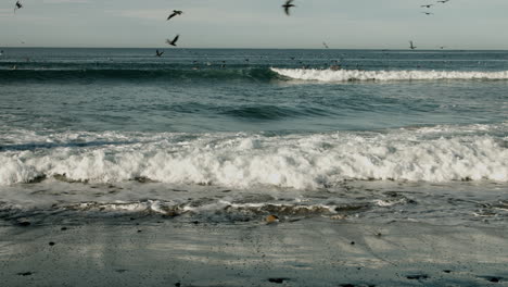 Ein-Blick-Auf-Die-Küste-Südkaliforniens-Mit-Braunen-Pelikanen,-Die-Im-Hintergrund-Fliegen