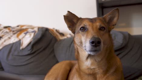 Brauner-Straßenhund-Auf-Der-Couch-Blickt-Entspannt-In-Die-Linse,-Hat-Ein-Abgeschnittenes-Ohr