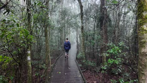 Female-hiker-on-a-nature-walk-along-a-timber-boardwalk-fades-into-a-misty-and-foggy-rainforest-setting
