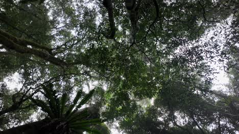 Creative-view-looking-up-through-a-mist-covered-rainforest-canopy-with-the-morning-sun-shining-through-the-trees