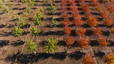 push-in-tilt-down-aerial-drone-shot-of-trees-planted-in-a-tree-farm-on-a-sunny-day