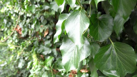 Common-ivy--plant-in-slight-breeze