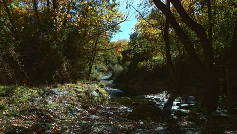 Stream-in-the-forest-in-autumn