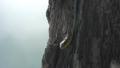 Snake-relaxing-on-tree---eyes-