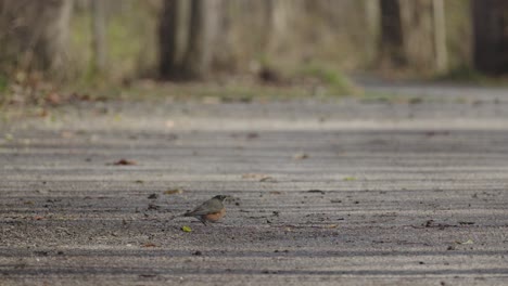 Pair-of-Juvenile-American-robins-foraging-on-gravel-footpath-and-flying-away-in-autumn-woodland