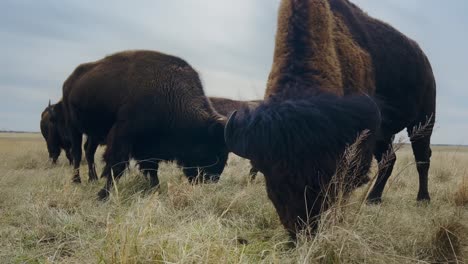 Herde-Ausgewachsener-Büffel-In-Der-Savanne,-Die-Trockenes-Gras-Frisst