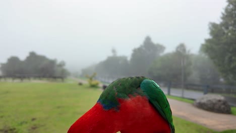 Vibrantly-coloured-tropical-bird-feeds-from-the-hand-of-a-tourist-visiting-a-nature-park