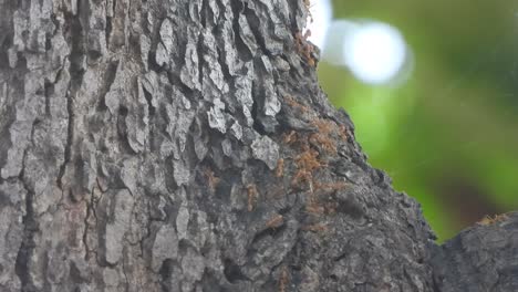 Red-ants-in-tree-finding-food-