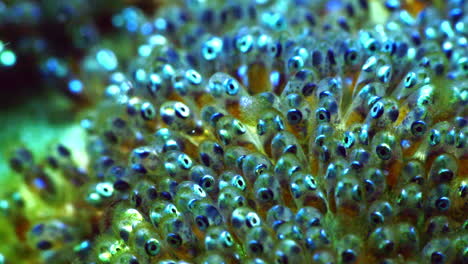 Atemberaubende-Durchsichtige-Clownfisch-Eier,-Bei-Denen-Die-Augen-Des-Fisches-Deutlich-Sichtbar-Sind
