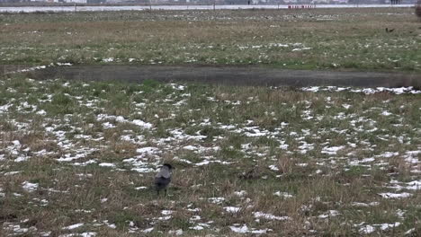 Tracking-a-walking-crow-in-the-snow-and-grass-in-Tempelhof-Airport-HD-30-fps-7-secs