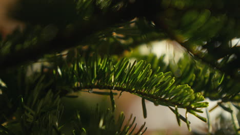 Close-up-of-a-green-fir-tree-branch,-Christmas-ornaments-blurred-in-the-golden-light-of-the-background