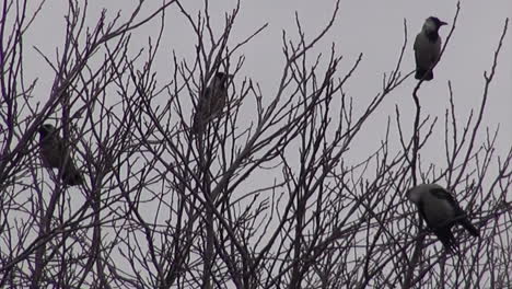 4-black-and-grey-crows-in-a-tree-handheld-camera-in-Tempelhof-Aiport-in-Berlin-Neukoelln-Germany-7-sec-HD-30-fps