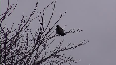 Tracking-a-crow-in-a-tree-flying-to-the-right-in-Tempel-hof-Airport-Berlin-Neukoelln-Germany-HD-30-fps