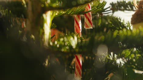 Candy-canes-dangle-among-pine-needles,-captured-in-the-golden-light-of-Christmas-morning
