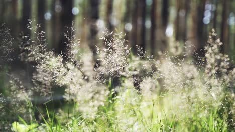 Beautiful-grass-in-the-forest-moves-aesthetically-in-the-wind