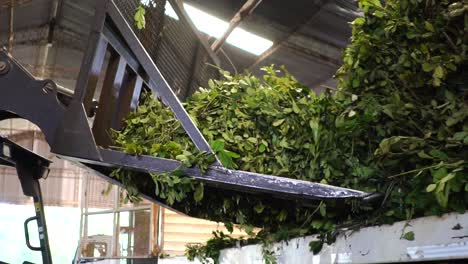 Heavy-equipment-used-to-unload-green-yerba-mate-leaves-in-a-factory