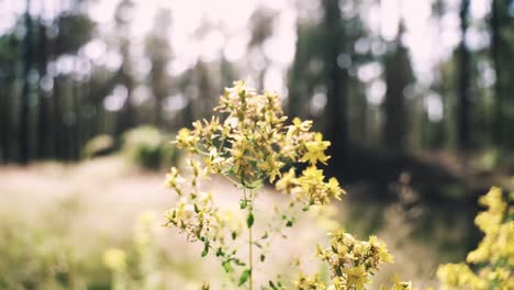 Ästhetische-Aufnahme-Gelber-Blumen-Im-Wald,-Die-Sich-Elegant-Im-Wind-Bewegen
