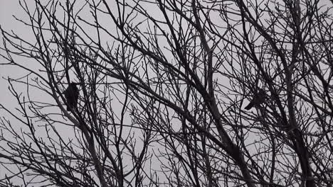 2-crows-in-a-tree-in-Tempelhof-Airport-Berlin-Neukoelln-Germany-HD-30-fps-9