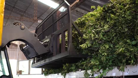 A-forklift-picks-up-a-cultivar-of-green-leaves-of-yerba-mate,-a-traditional-South-American-drink,-for-further-processing
