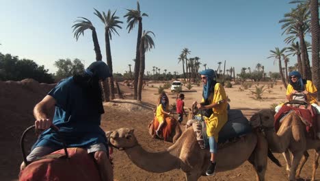 Camels-getting-connected-in-a-row-and-prepared-for-camel-ride