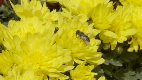 Bee-on-yellow-flower-in-Summer-in-Austria