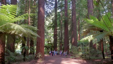 Tourists-pause-at-a-major-junction-in-the-Rotorua-Redwoods-Forest-to-determine-their-next-path-to-walk