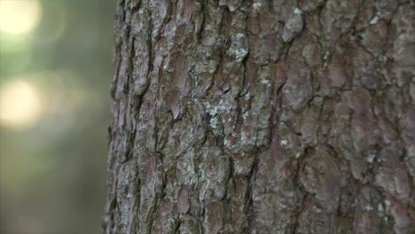 A-detail-shot-of-a-tree-surface-in-seefeld