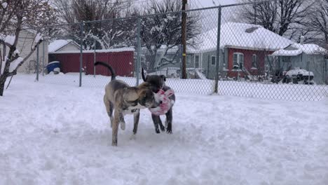 Gorgeous-Pitsky-Challenges-Pitbull-for-Ball-in-the-Snow