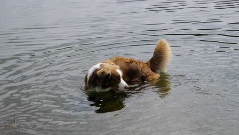 A-dog-playing-in-a-lake-in-austria,-seefeld